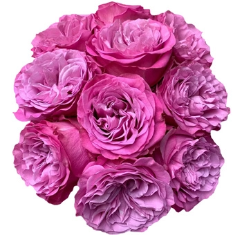 Romantic Allure lavender roses with soft violet tones, perfect for weddings, floral gifts, and upscale rose arrangements.