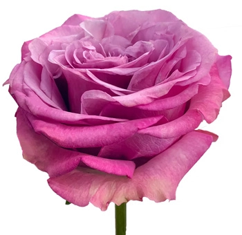 Allure Lavender Rose with deep lavender petals and a vintage, textured look, perfect for weddings and elegant floral arrangements from Whole Blossoms.