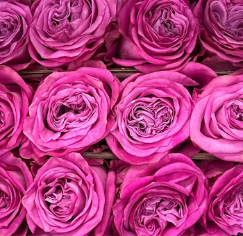 Elegant lavender Allure roses with a graceful bloom, ideal for romantic weddings, centerpieces, and luxe rose bouquets.