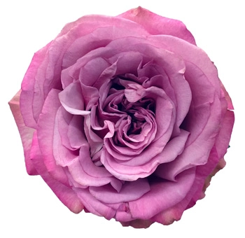 Queen’s Crown lavender garden-like roses—romantic, fragrant blooms perfect for weddings, elegant events, and floral gifting.