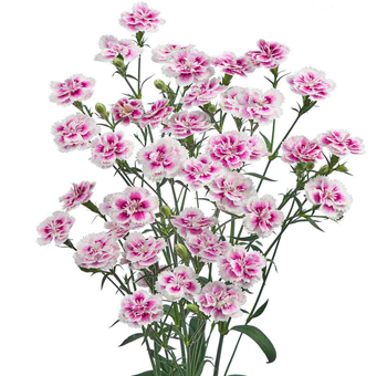 Wholesale Raffine flowers, ideal for weddings, bouquets, floral centerpieces, parties, and elegant event décor.
