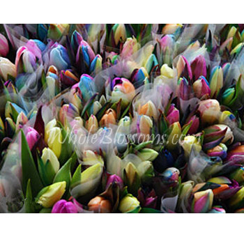 Fresh rainbow tulips bulk flowers with assorted bright colors perfect for DIY wedding bouquets and centerpieces.