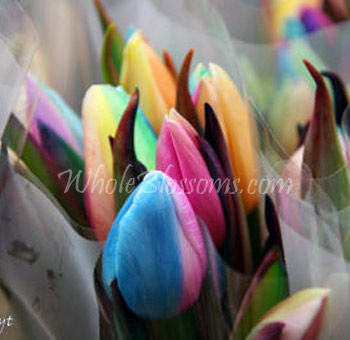 Bulk rainbow tulips for wedding flowers and event decor with vibrant mixed colors delivered fresh from WholeBlossoms.