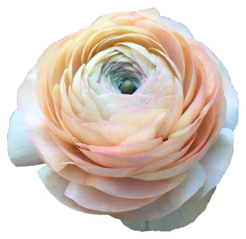 Close-up of a peach-colored ranunculus flower with delicate, layered petals.
