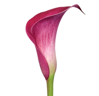 Long Calla Lily Raspberry