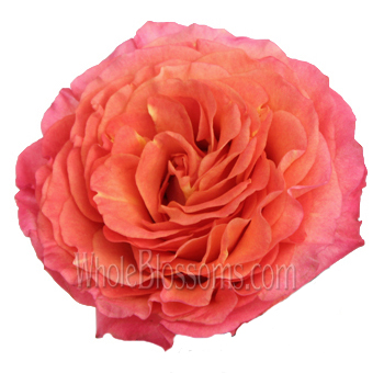 Raspberry cream garden roses with orange blush tones, perfect for weddings, luxe events, or romantic floral styling.