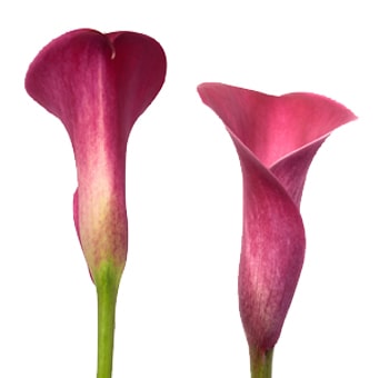 Calla Lily Raspberry Log Stem Flowers