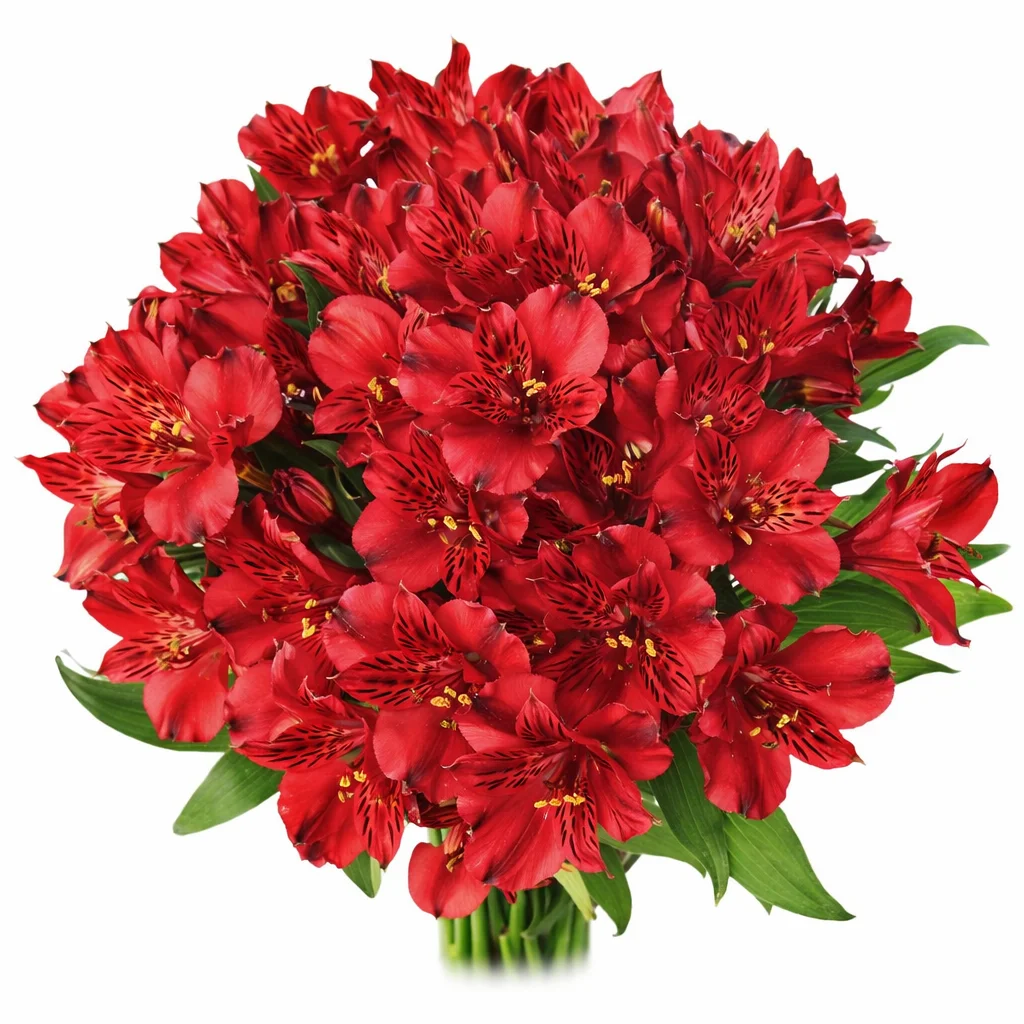 Red alstroemeria flower with bold petals and speckled center, ideal for weddings, events, and professional floral designs.