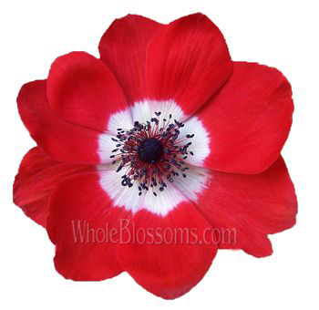Red Anemone Dark Center