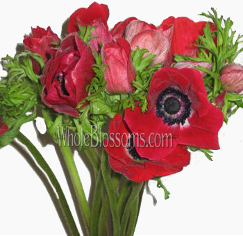 Red Anemone
