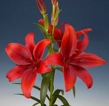 A striking close-up of a Red Asiatic Lily in full bloom. The rich, deep red petals radiate vibrance, contrasted by the bright green buds and stem.