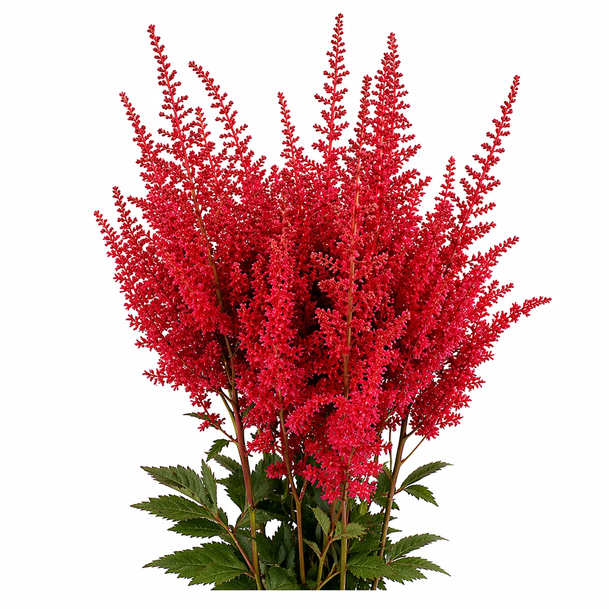 Bold red astilbe blooms with rich texture and height, perfect for April arrangements, weddings, and eye-catching bouquets.