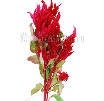 Bold red feather celosia with airy texture, perfect for weddings, festive centerpieces, and romantic floral styling.
