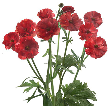 Vibrant red butterfly ranunculus in bulk, showcasing graceful petals for weddings, gifts, and affordable premium floral designs.