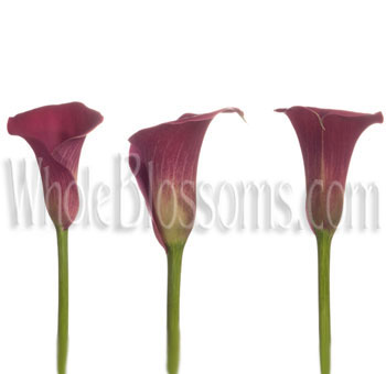 Red Calla Lily Flowers