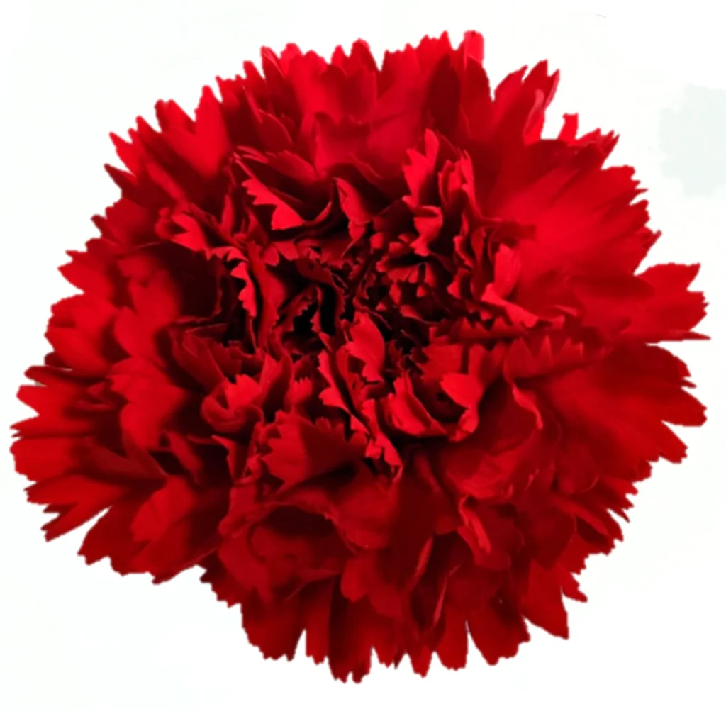 Vibrant red carnation flower, ideal for bold floral arrangements and romantic event décor.