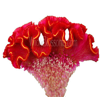 Red cockscomb celosia flowers with velvety texture for weddings, events, and bold floral arrangements.