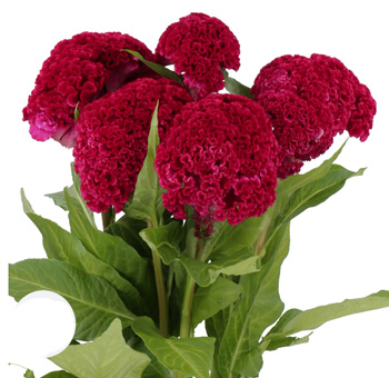 Deep red cockscomb celosia blooms ideal for weddings, special events, and professional floral designs.