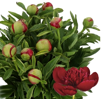 Wholesale Red Charm Peonies with deep crimson tones, ideal for romantic wedding centerpieces, aisle décor, and floral installations this spring.