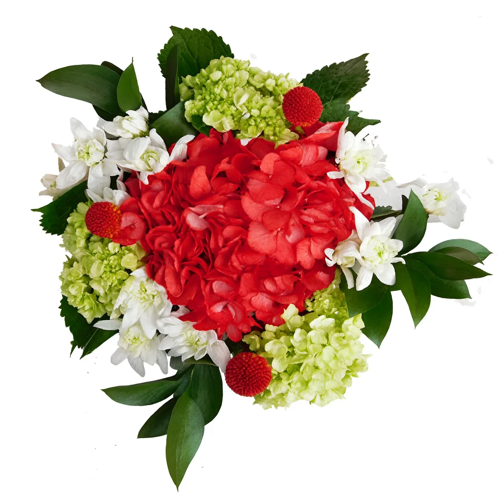 Red Christmas centerpiece with painted hydrangea, green mini hydrangeas, white pompons, red craspedia, and lush green ruscus leaves.