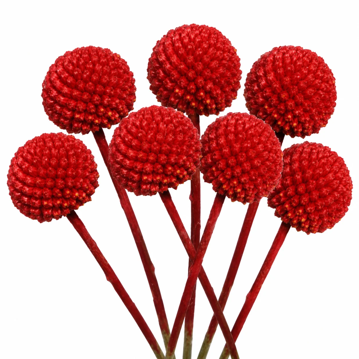 Fresh red Craspedia Billy Balls for wedding bouquets, centerpieces and modern floral arrangements.