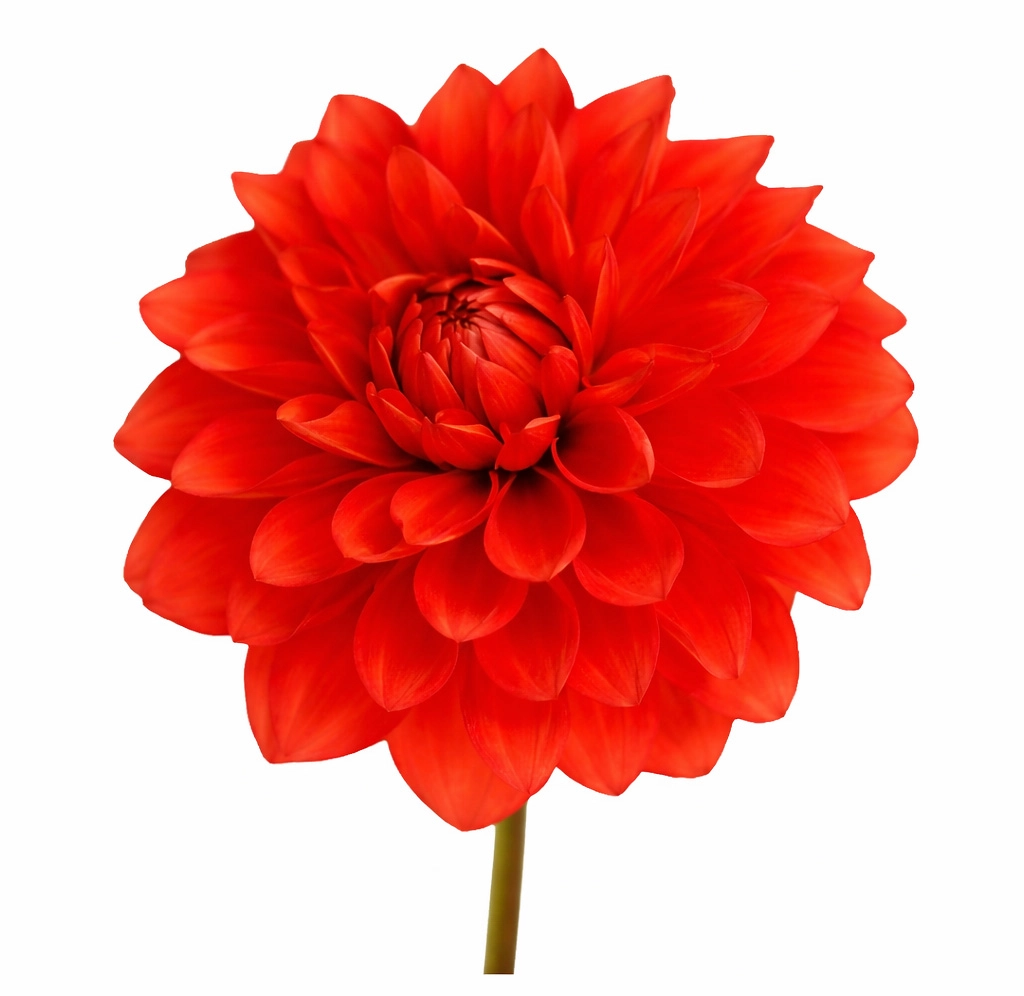 Red Dahlia Red Stone flower on stem for weddings and events, premium bulk dahlias available year round at wholesale prices