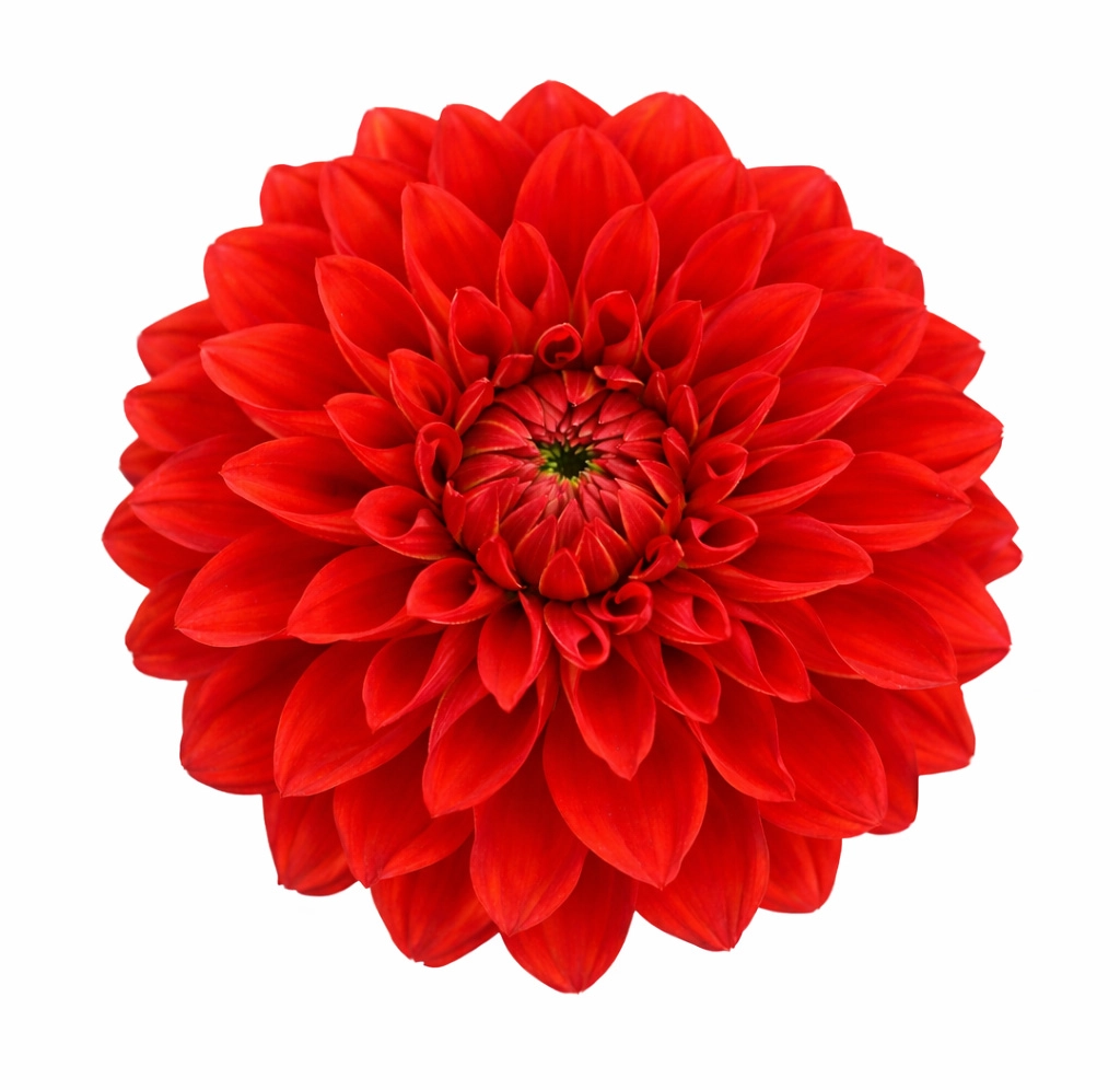 Red Dahlias Stone - Year Round