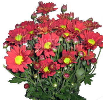 Red Daisy Poms