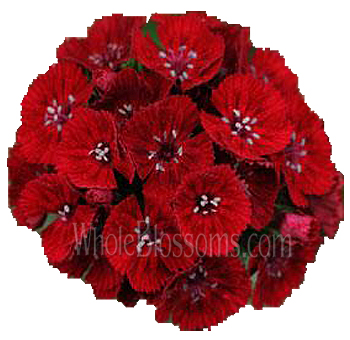 Vibrant red Dianthus with frilled edges, perfect for weddings, romantic bouquets, and bold premium floral arrangements.