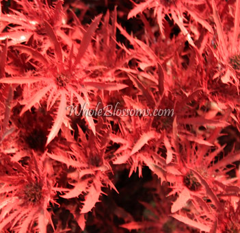 Red Thistle 