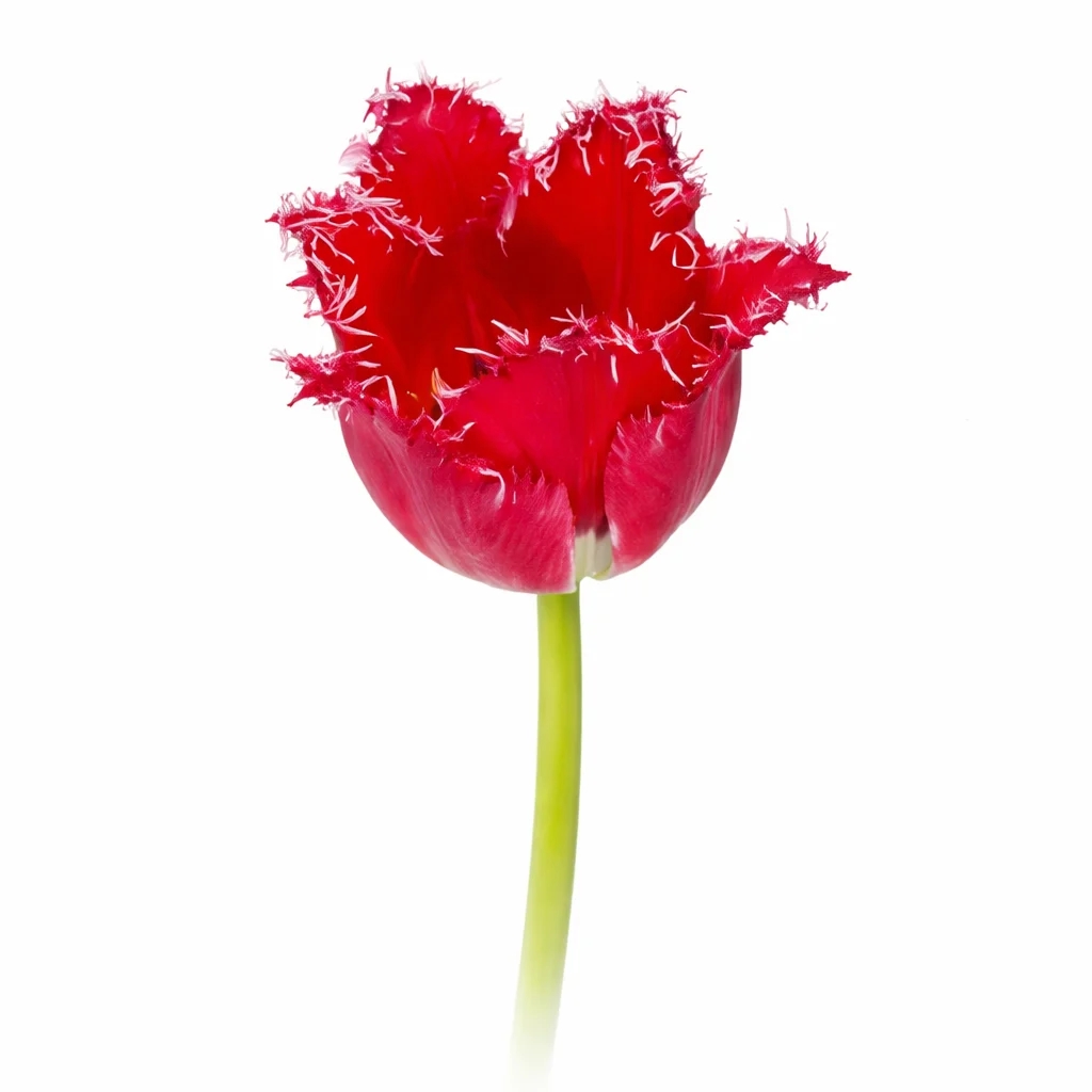 Red Fringed Tulips