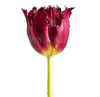 Red fringed tulips wholesale flowers for events, fresh bulk blooms for dramatic floral designs and décor.