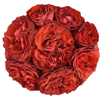 Bold red garden roses with velvety petals, perfect for romantic weddings, floral gifts, and premium arrangements.