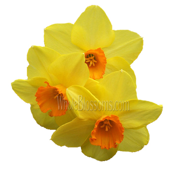 Yellow Daffodil