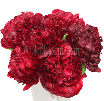 Peony Red Flowers