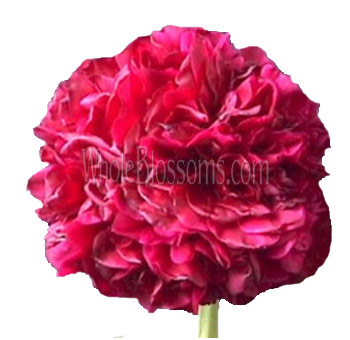 Peony Red Flower