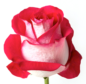Latin Lady Red Rose Bicolor with white petals and bold red edges, ideal for weddings, romantic occasions, and sophisticated floral designs.