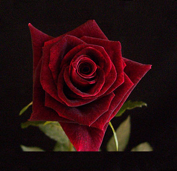 Black Beauty Red Roses with deep, dark red petals and velvety texture, perfect for weddings, romantic celebrations, and gothic-inspired floral designs.