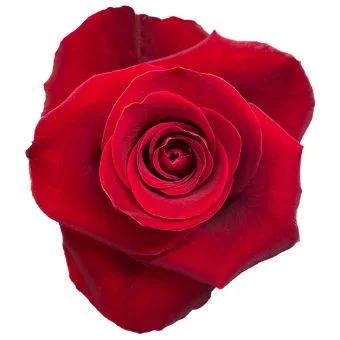 Bulk Fortune Red Roses for florists, brides, and weddings—fresh-cut premium flowers for affordable, elegant floral creations.