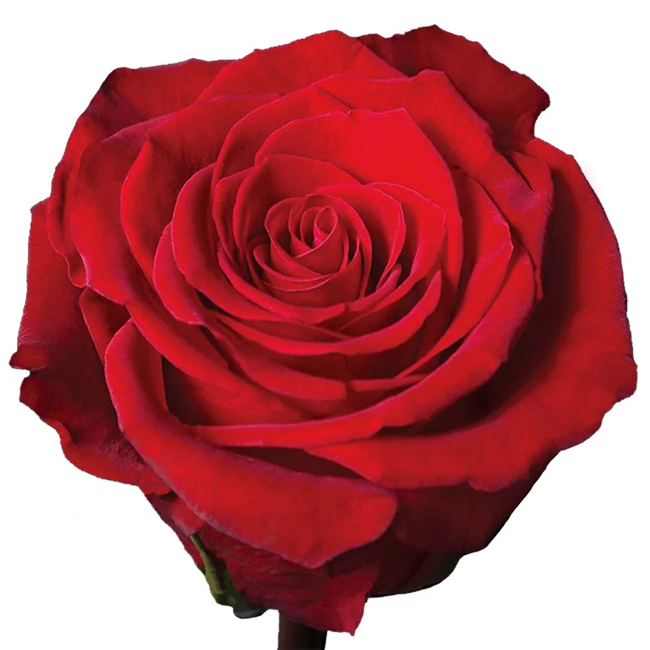 Wholesale Fortune Red Rose with vibrant color, ideal for bridal bouquets, premium event décor, and romantic floral arrangements in bulk.