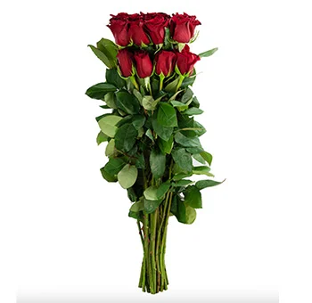 Vivid display of fresh red roses in full bloom, perfect for weddings, events, gifting or decoration, showcasing quality for buyers seeking red roses.