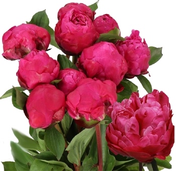 Vibrant red Sarah Bernhardt peonies for weddings and events. Ideal for bridal flowers and centerpieces during peony season in May and June.