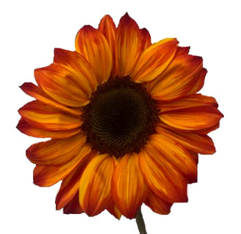 Single sunflower with deep orange and red-tinted petals radiating from a dark brown center, adding warmth and contrast to any bouquet.