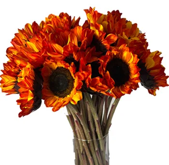 Close-up of a single red-tinted sunflower with a dark brown center and glossy, deep red petals, offering a striking, vibrant appearance.
