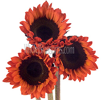 Cluster of three red-tinted sunflowers with dark brown centers and bright red petals, creating a bold and vibrant look for dramatic floral arrangements.