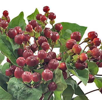 Bouquet of chocolate Hypericum berries with a mix of green foliage, featuring smooth, round berries perfect for adding depth and texture to floral designs.