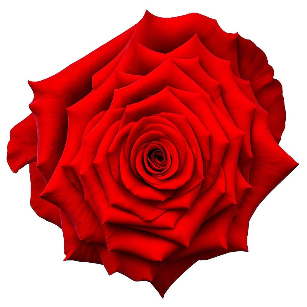 Order Rediant Red Roses in bulk for weddings, romantic gifts, or luxury floral designs—trusted by florists and event professionals.
