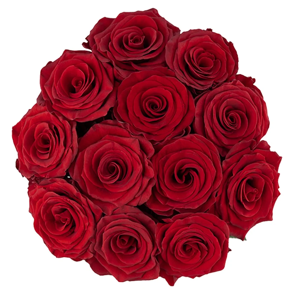 Rediant Red Roses in vibrant crimson shade, perfect for wholesale wedding flowers, romantic gifts, and premium floral event designs.