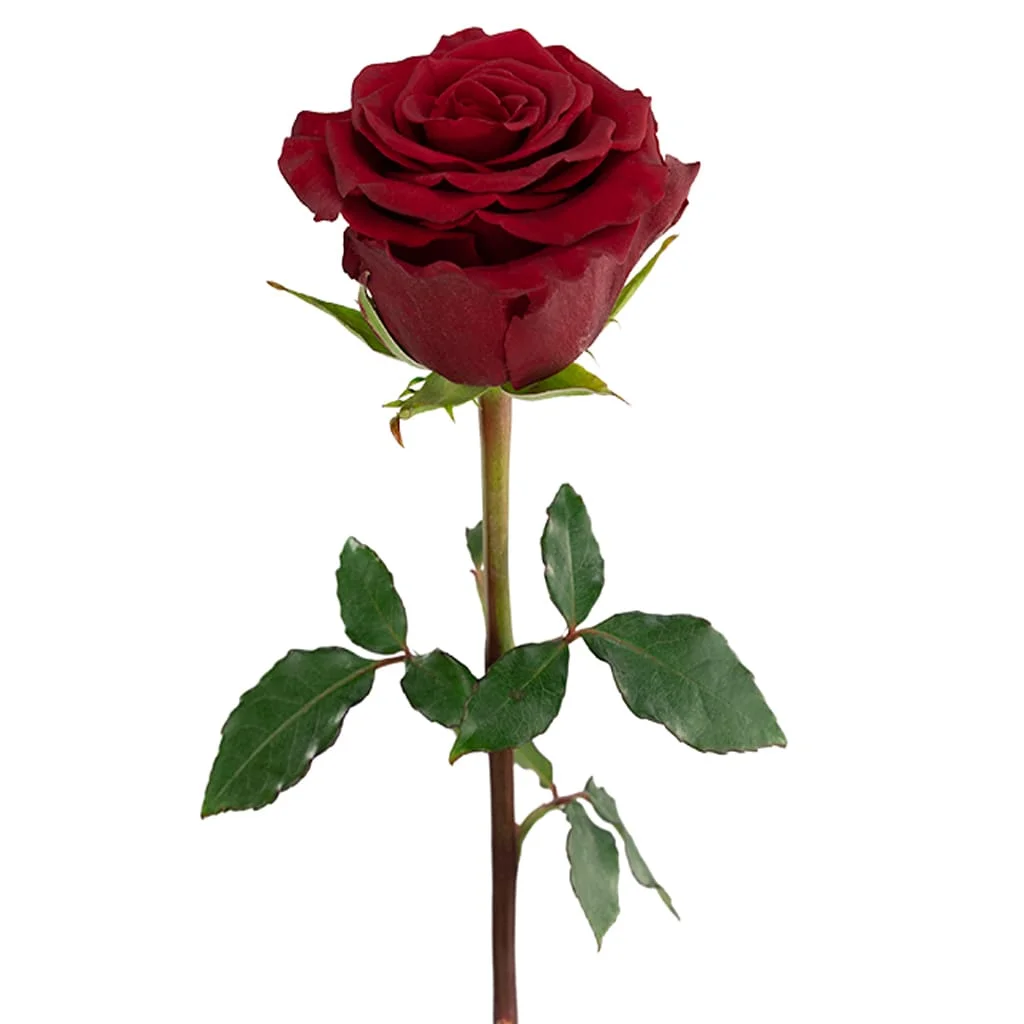 Fresh Rediant Red Roses available in bulk for weddings, florists, and special events - ideal for stunning bouquets and floral arrangements.