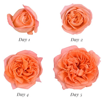 Elegant Rene Goscinny roses in sunset hues, perfect for luxury weddings, floral styling, and premium rose designs.